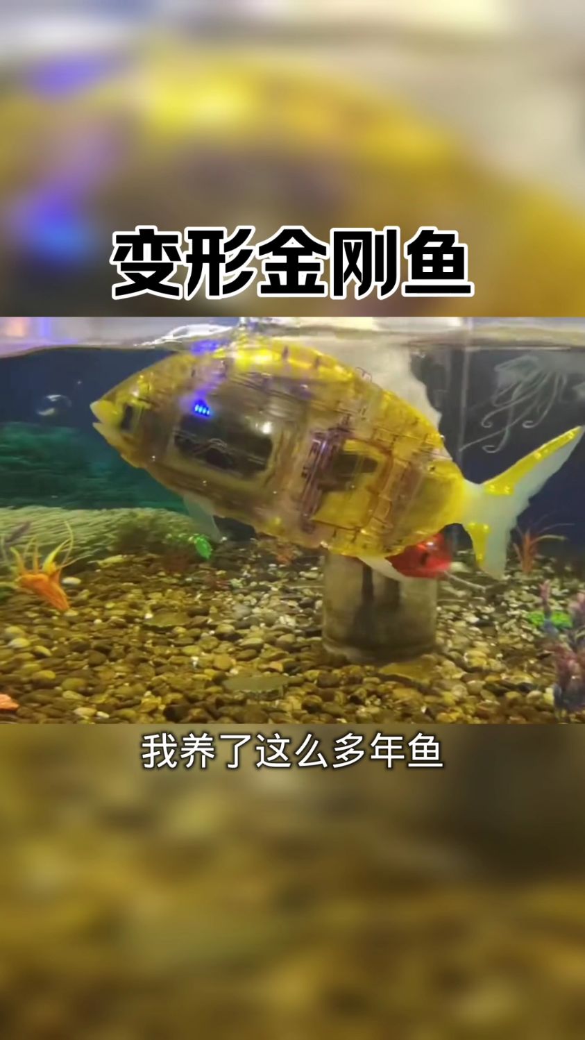 养这样的鱼不用喂也不怕死,主打的省心。