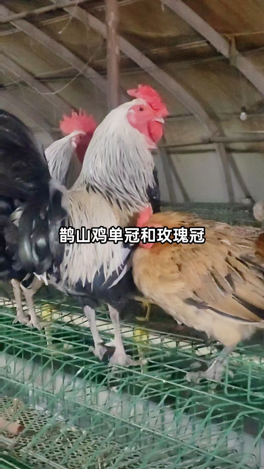 鹊山鸡玫瑰冠的确实比单冠的漂亮,你见过比鹊山鸡还漂亮的品种鸡吗?