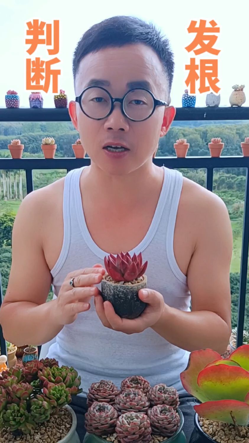 怎样判断新上盆的多肉是否已经生根服盆?