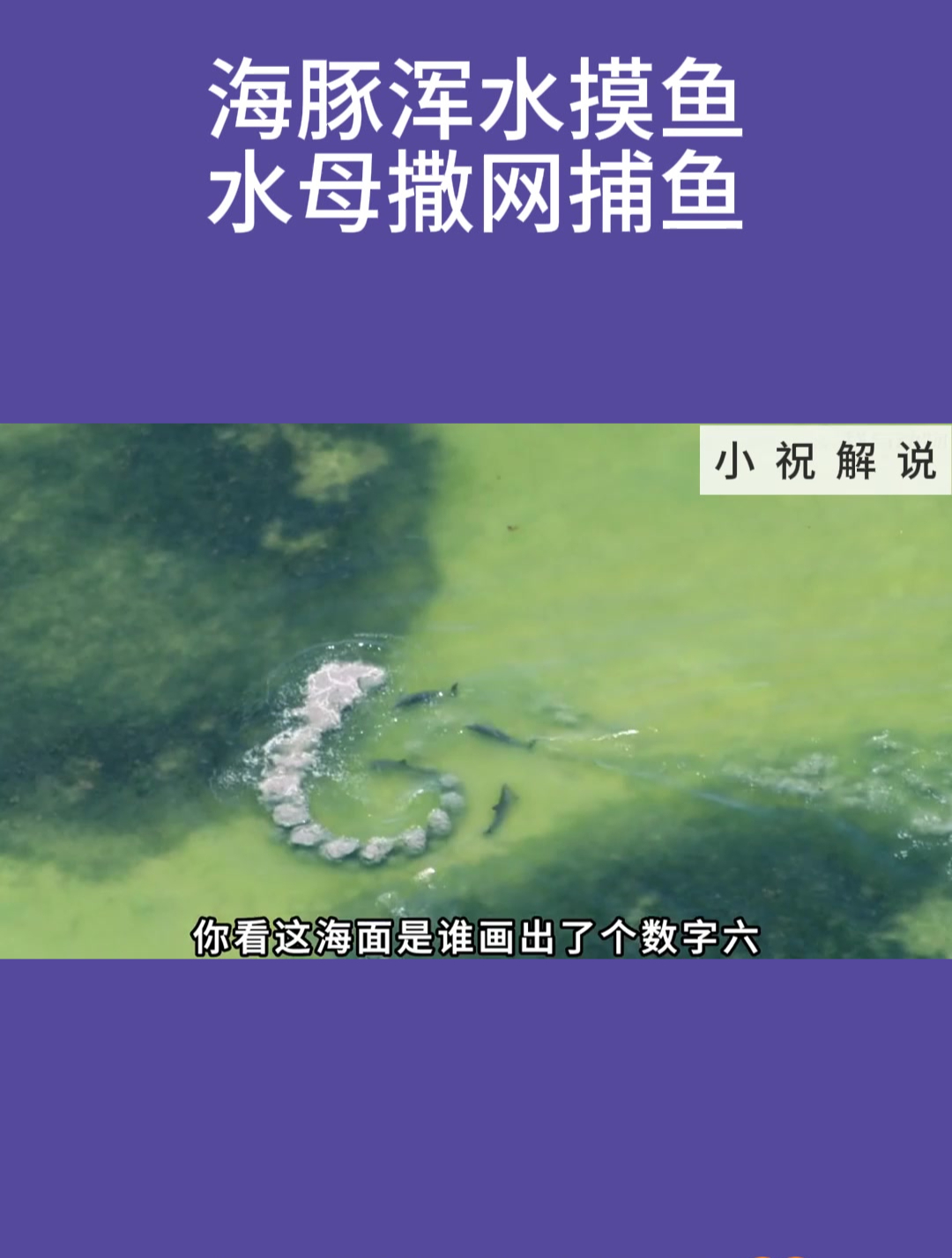 海豚浑水摸鱼,水母撒网捕鱼!
