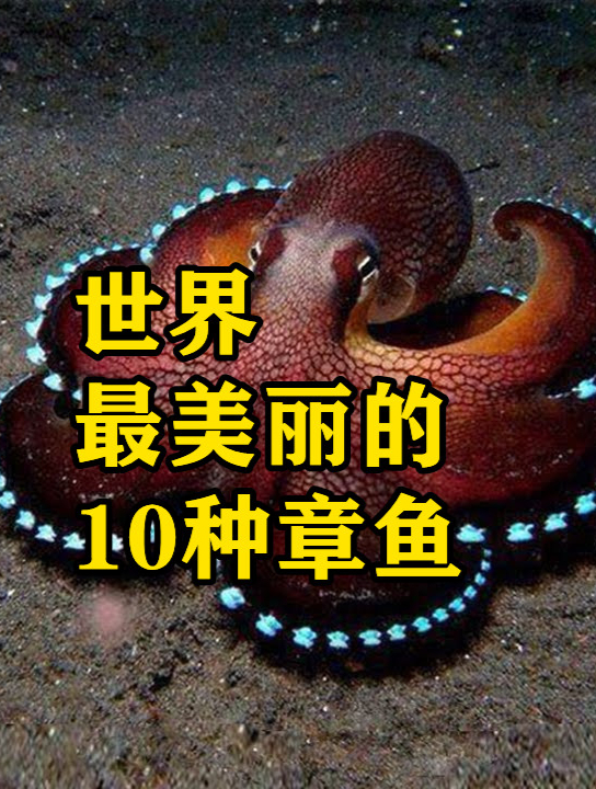 世界上最美丽的10种章鱼,越漂亮的越危险,0.5毫克就可致死