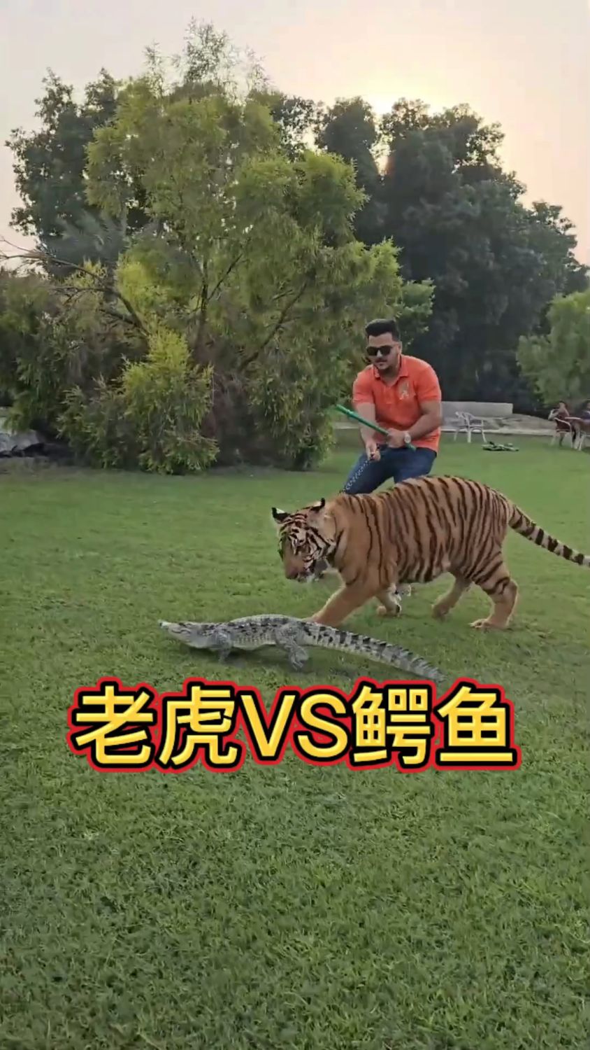 老虎VS鳄鱼,让我们一起看看谁会赢?