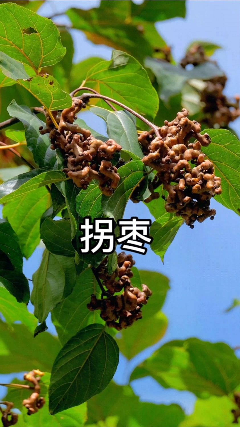 拐枣,世界上最丑的水果,味如枣,甜如蜜,还能解酒,你认识吗