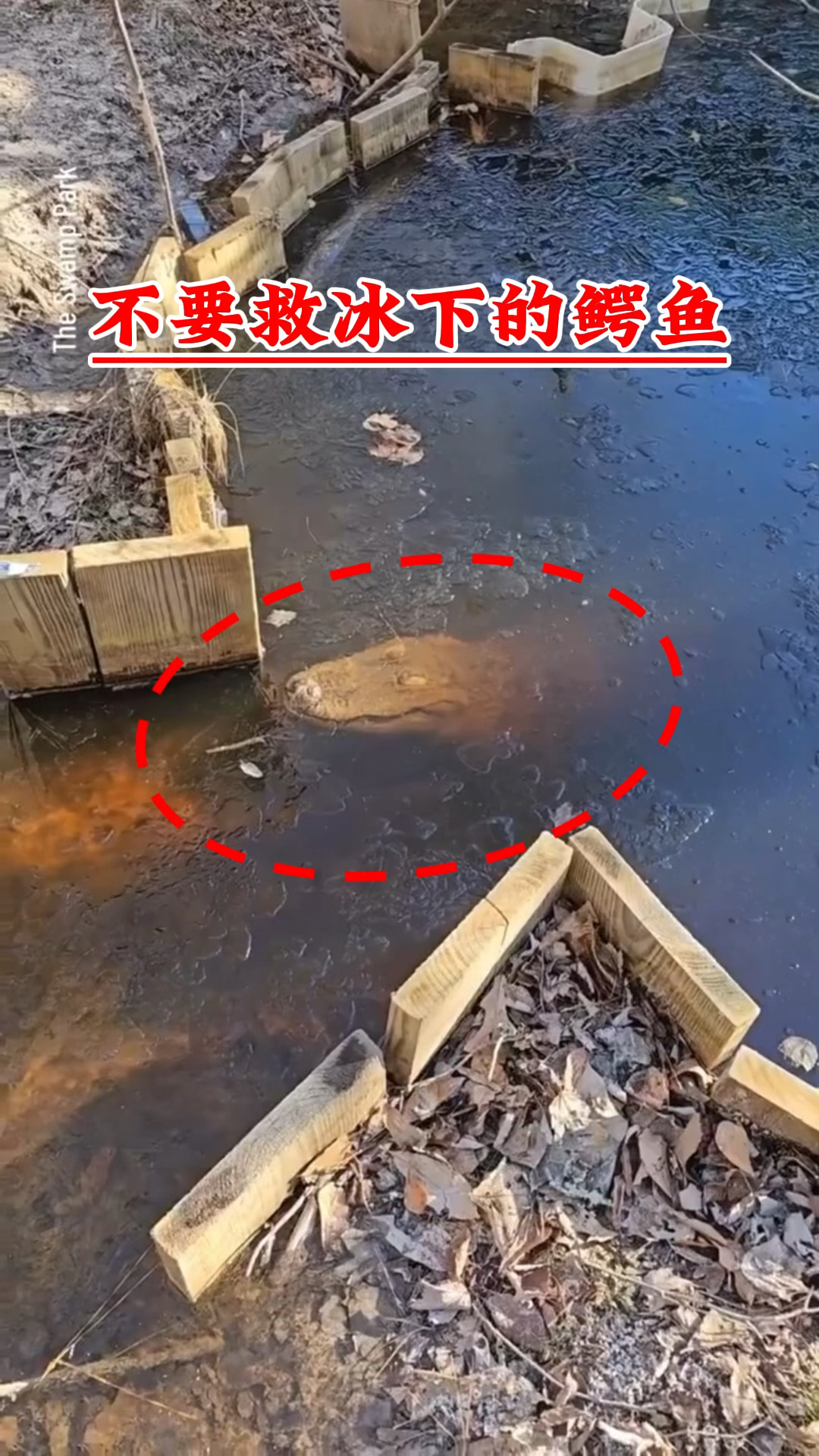 不要救冰下的鳄鱼