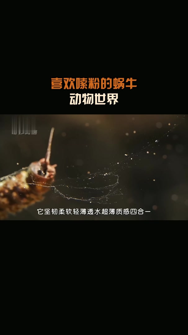 喜欢嗦粉的蜗牛,动物世界