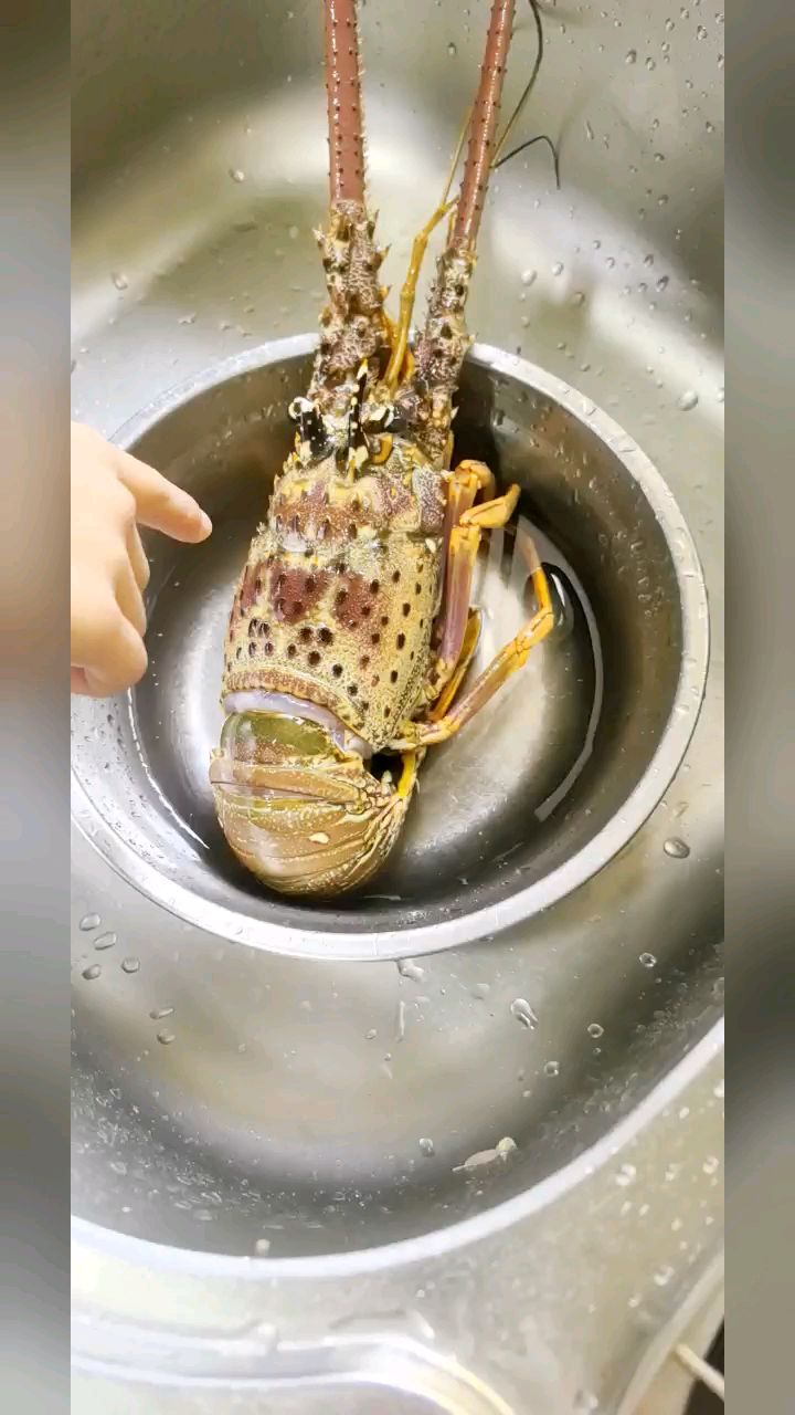今天教我做蒜泥粉丝龙虾,我教的认真,他学的也很棒。