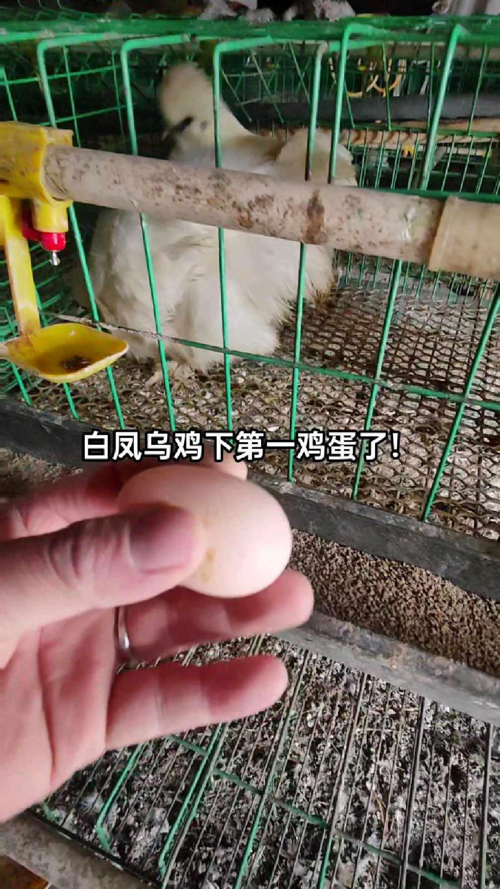 4个月20天,白凤乌鸡下了第一枚鸡蛋,期待更多的小鸡下蛋