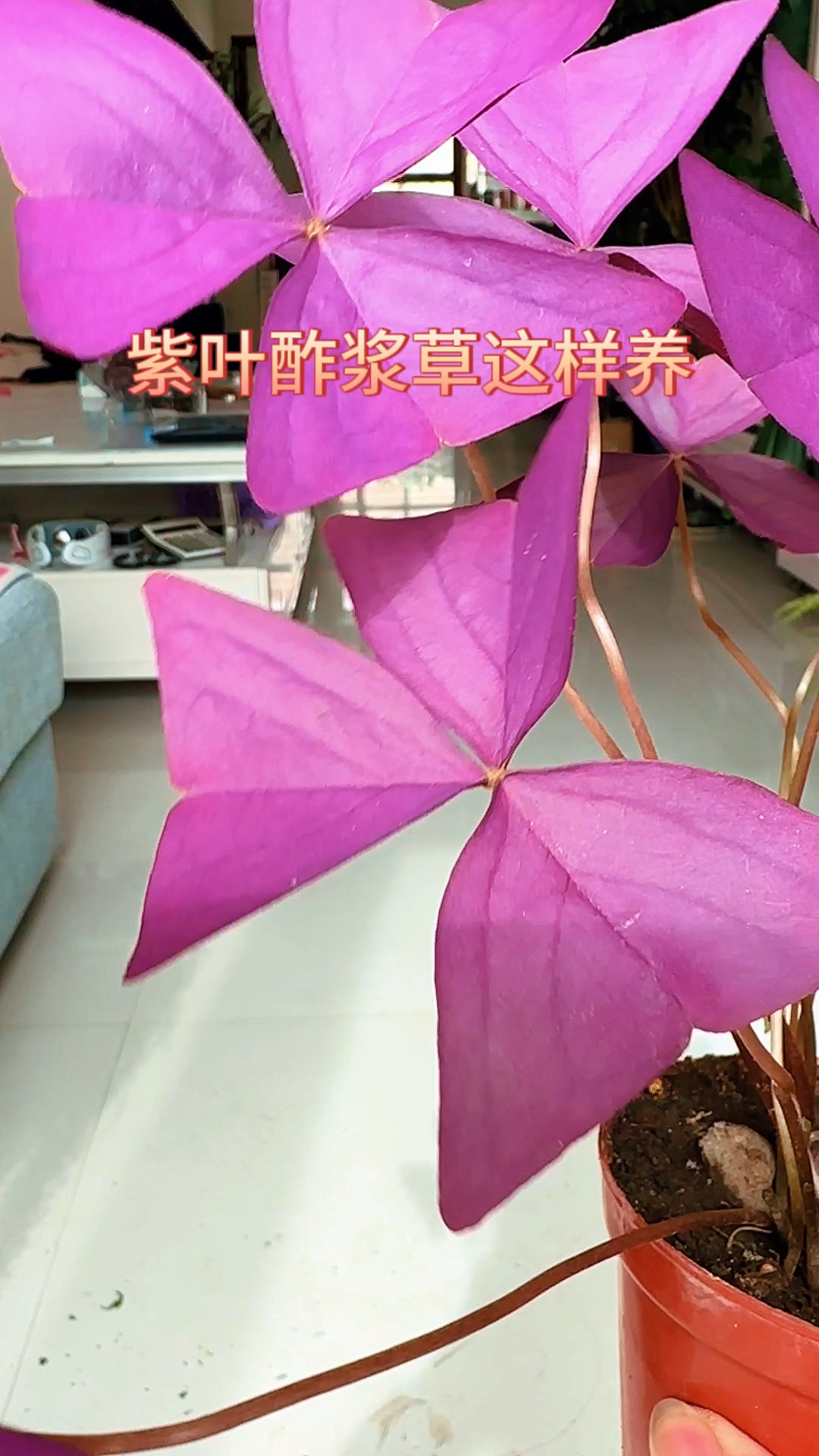紫叶酢浆草这样养
