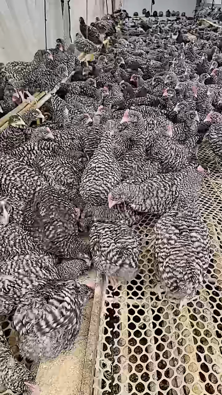 芦花鸡产绿壳蛋还是粉壳蛋