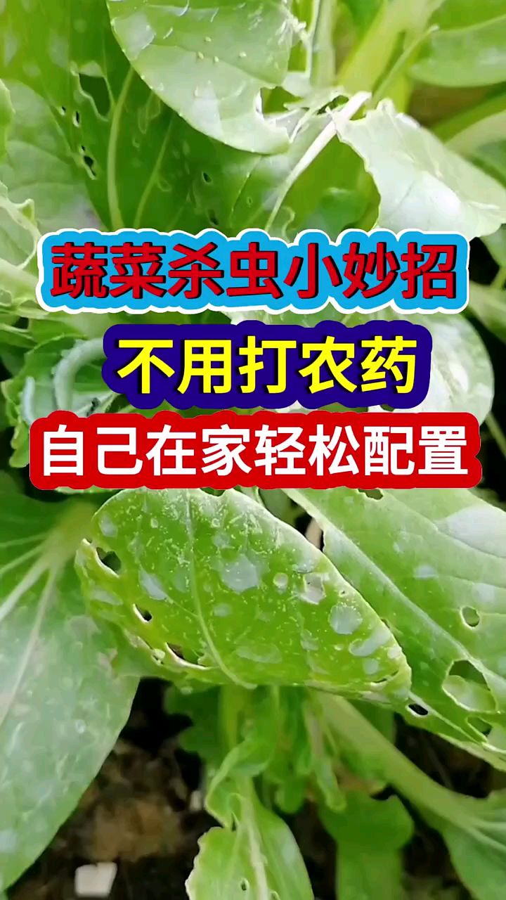 蔬菜杀虫小妙招不用打农药自己在家就能配置瓜果蔬菜病虫害防治
