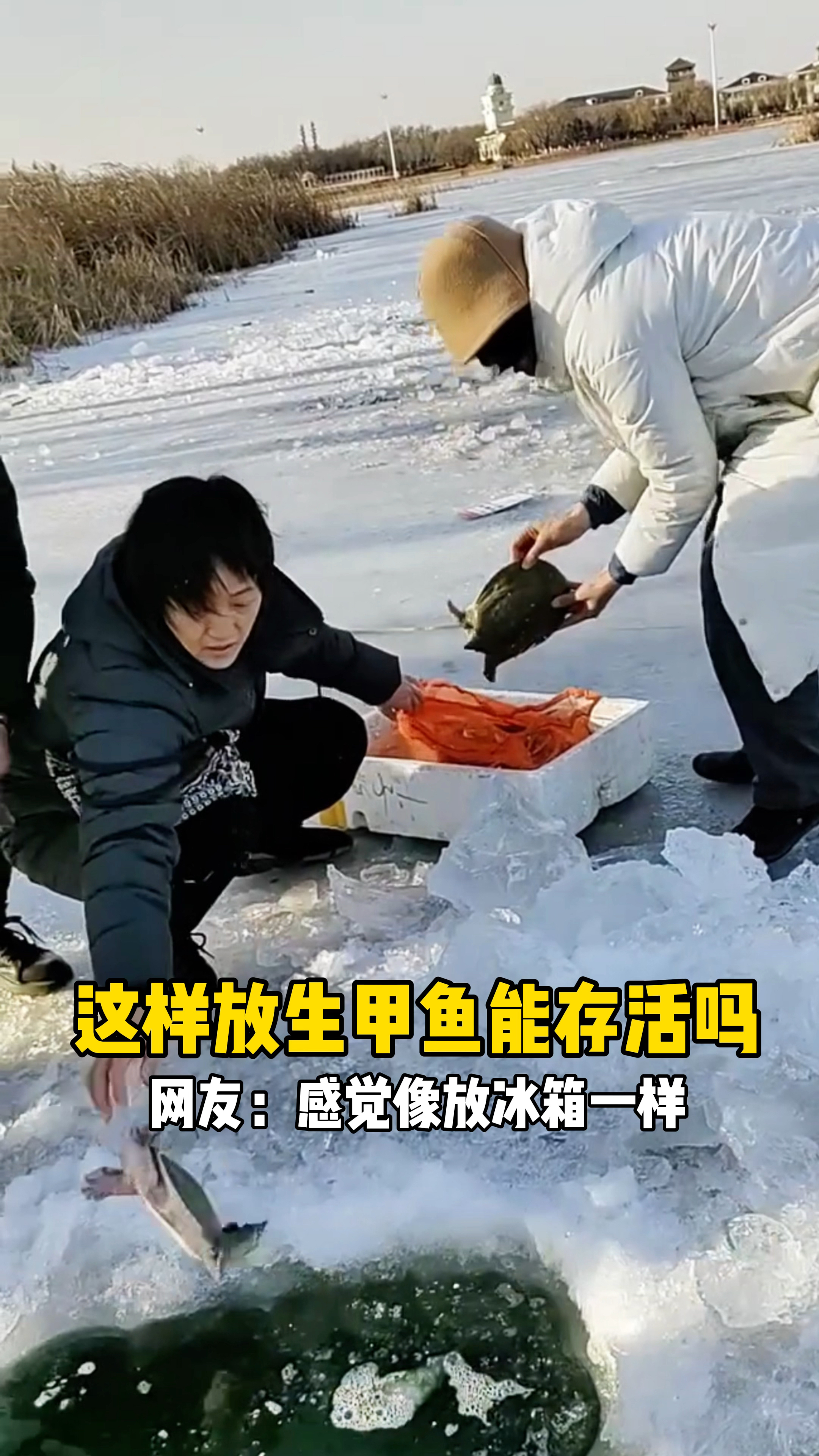 在新凿的冰洞里放生甲鱼存活率高吗?网友:感觉像放冰箱一样