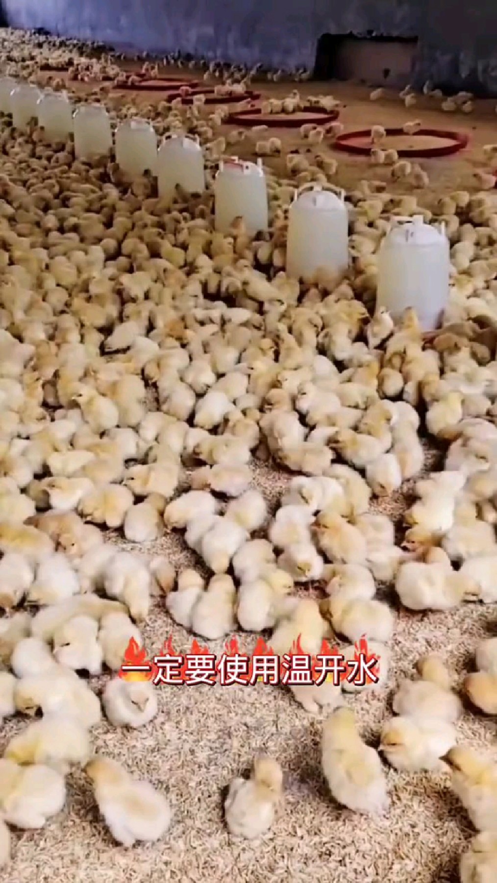 刚买来的小鸡怎么喂