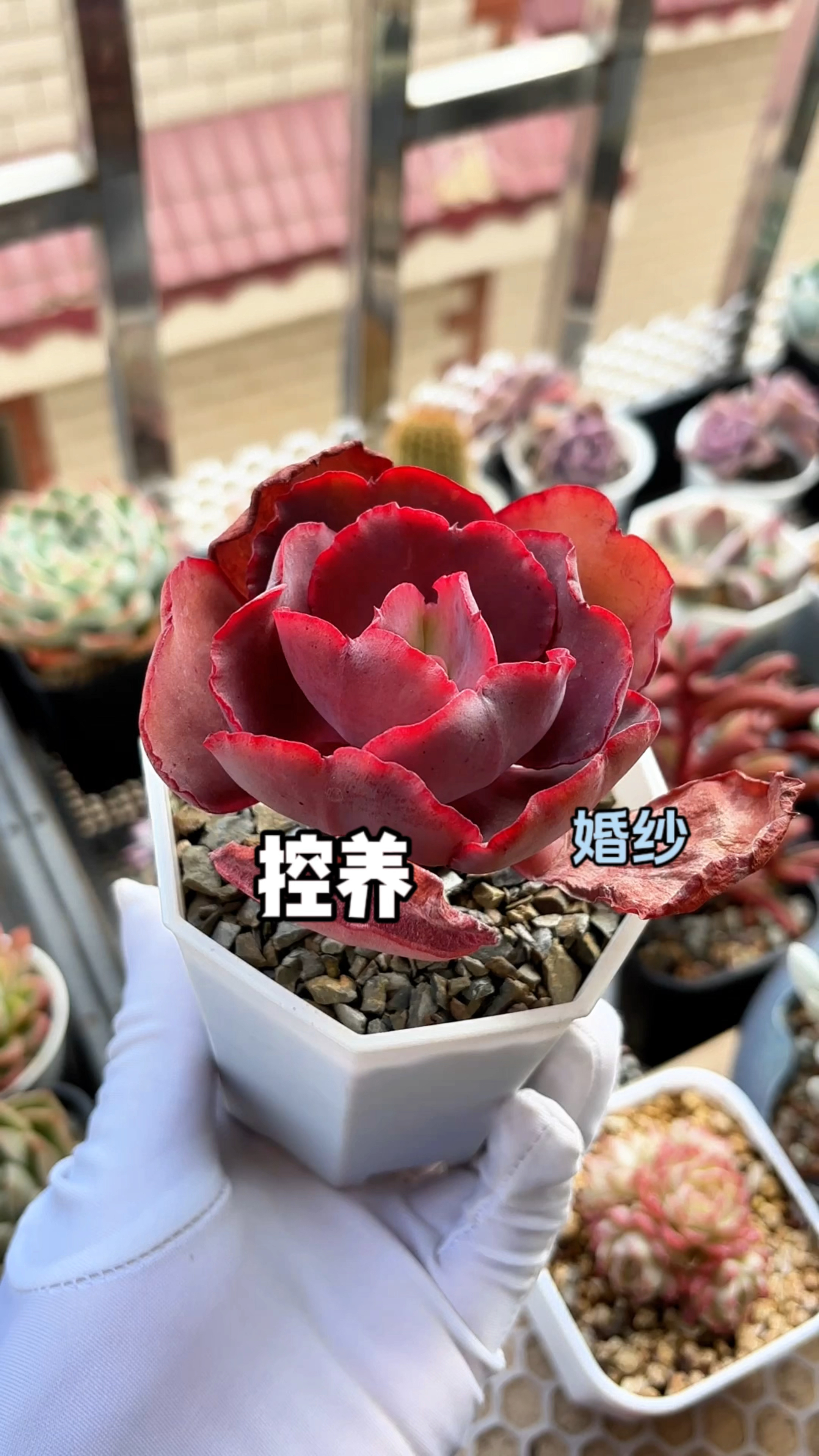 叶插包菜系多肉控养后显得特别可爱