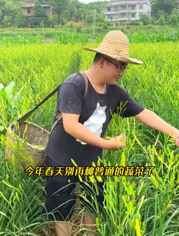 黄花菜当花养,成熟后还能炒菜吃,种一次可以采收多年