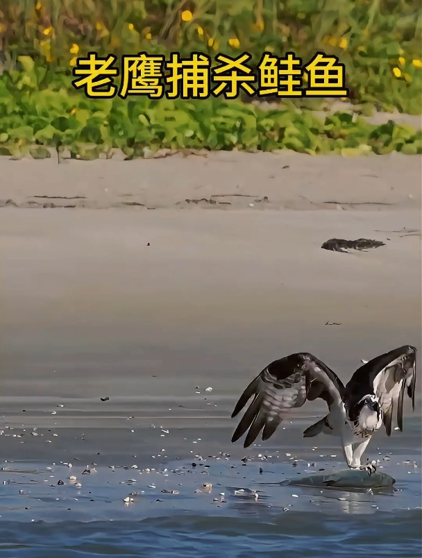 老鹰抓鲑鱼的震撼场面,老鹰直接就以奔雷闪电的速度抓了一条鱼