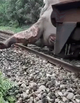 非洲火车撞大象，断腿肉烂还活着（GIF图）_我想网