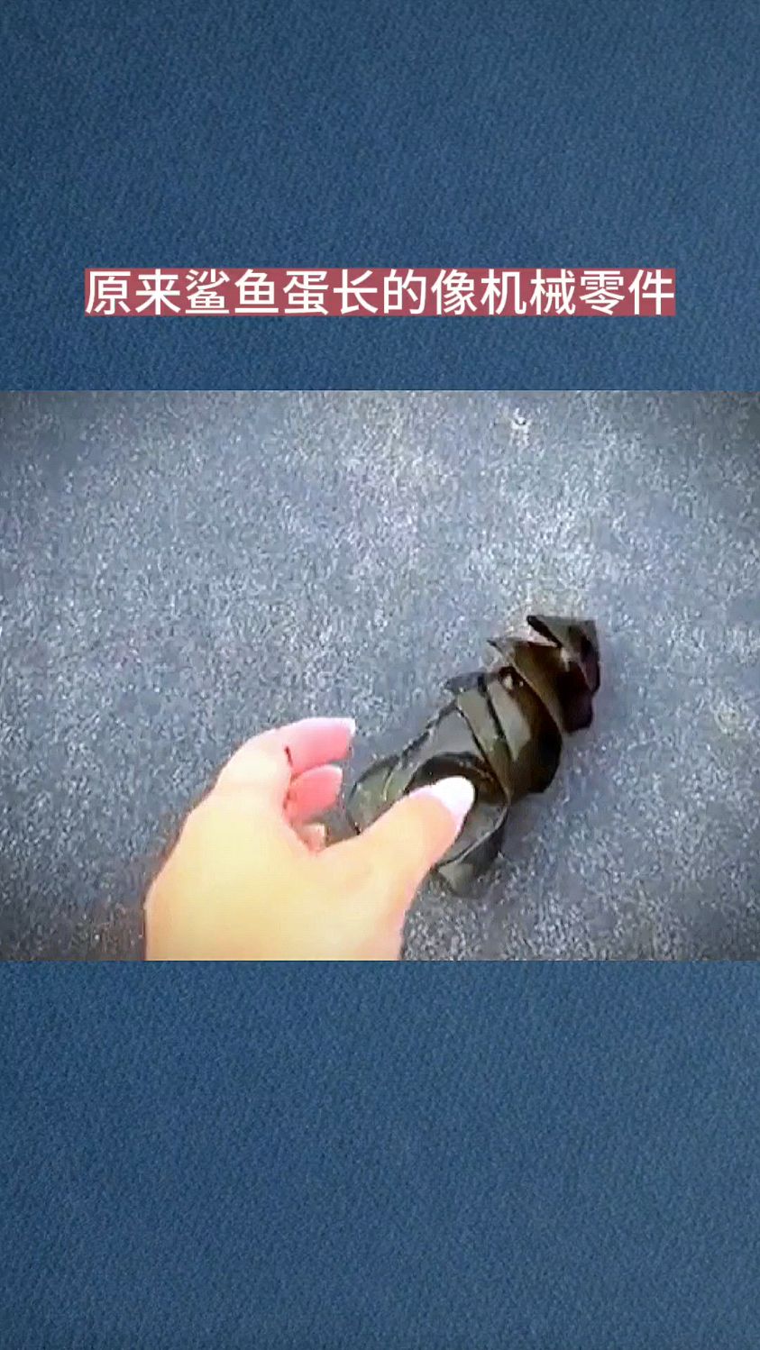 原来鲨鱼蛋长的像机械零件