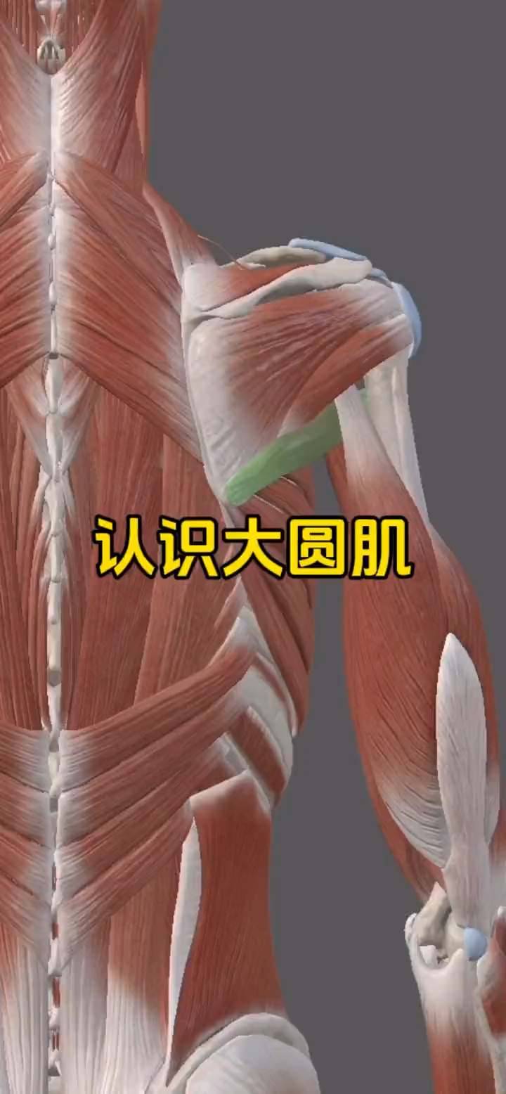 认识大圆肌,背部圣诞树重要的肌肉之一!