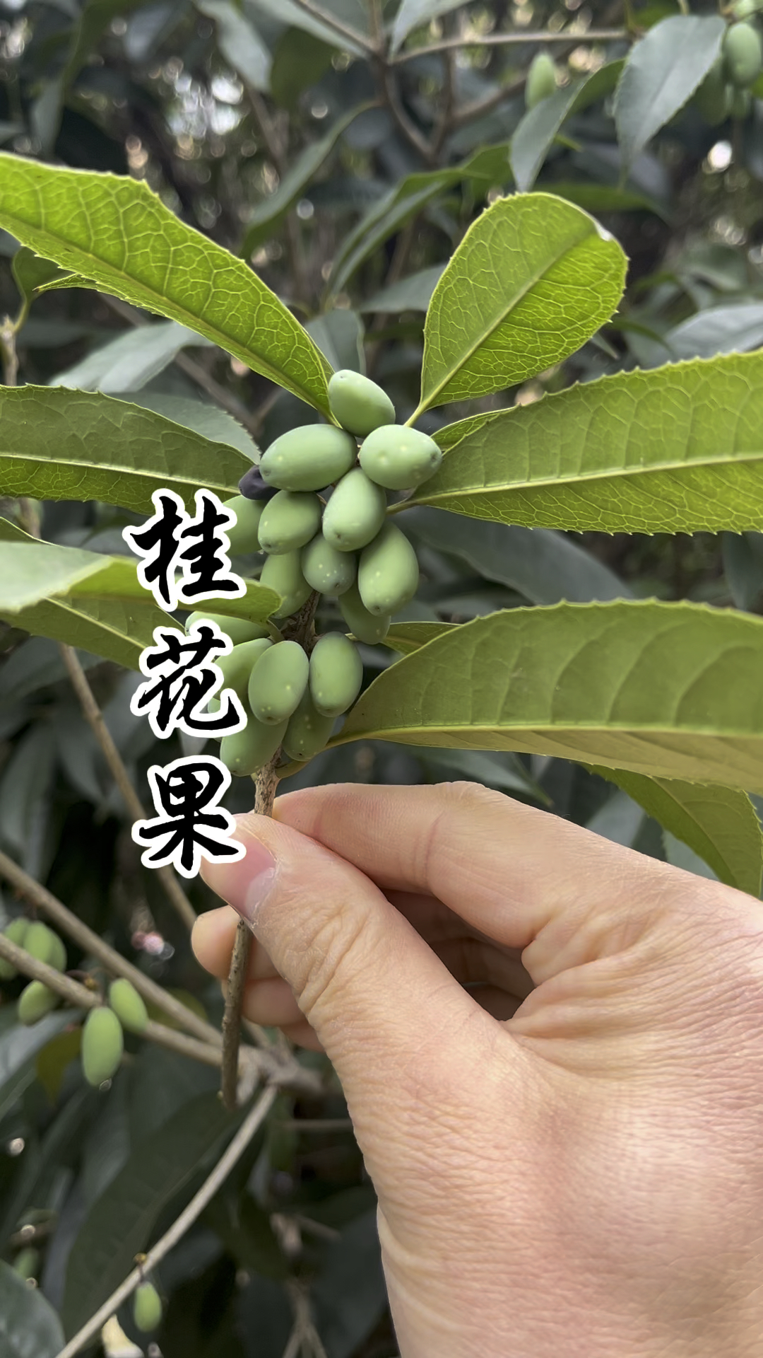 桂花果你见过吗?它的价值了不得!