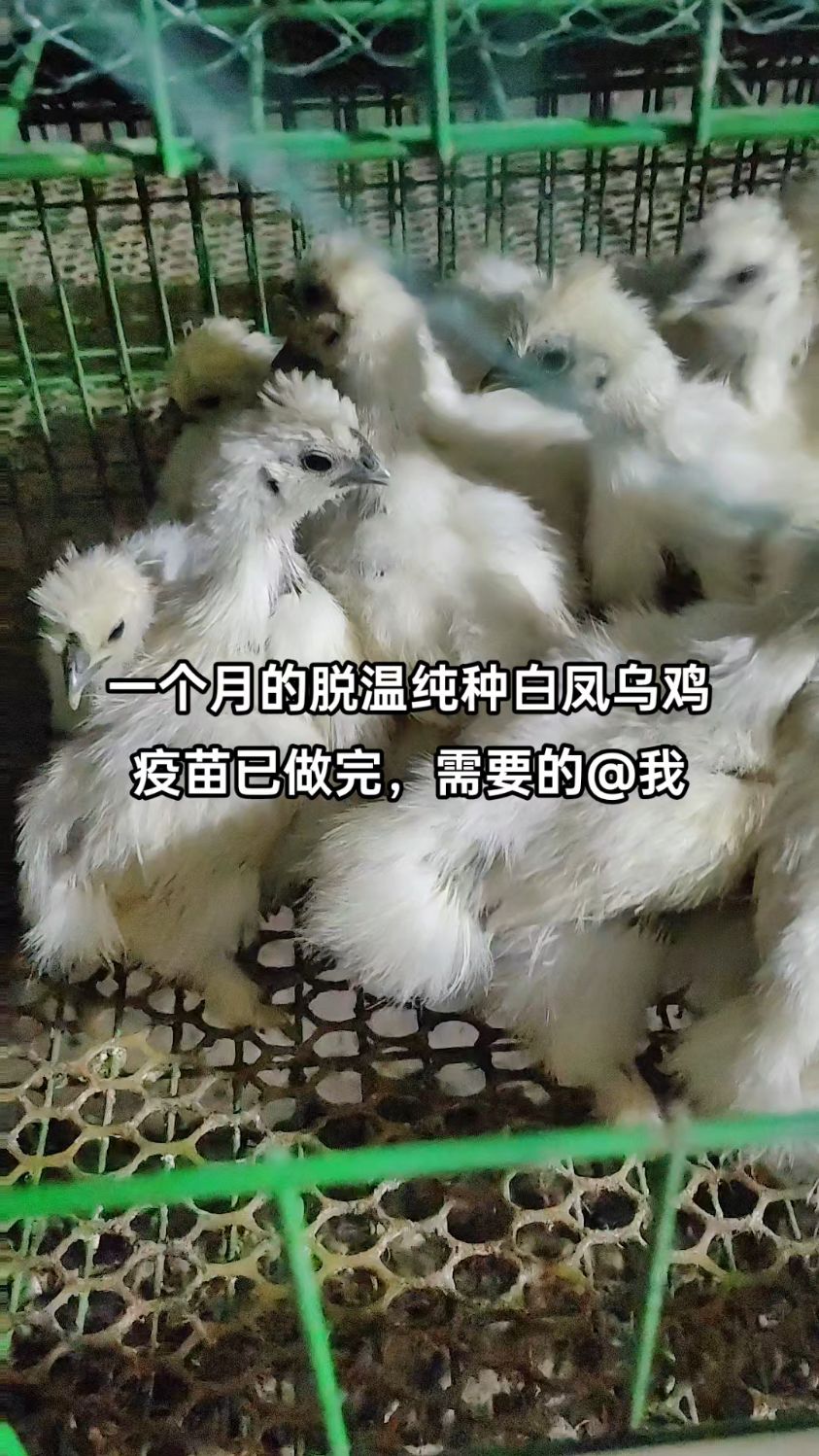 一个月的脱温纯种白凤乌鸡 疫苗已做完,需要的@我