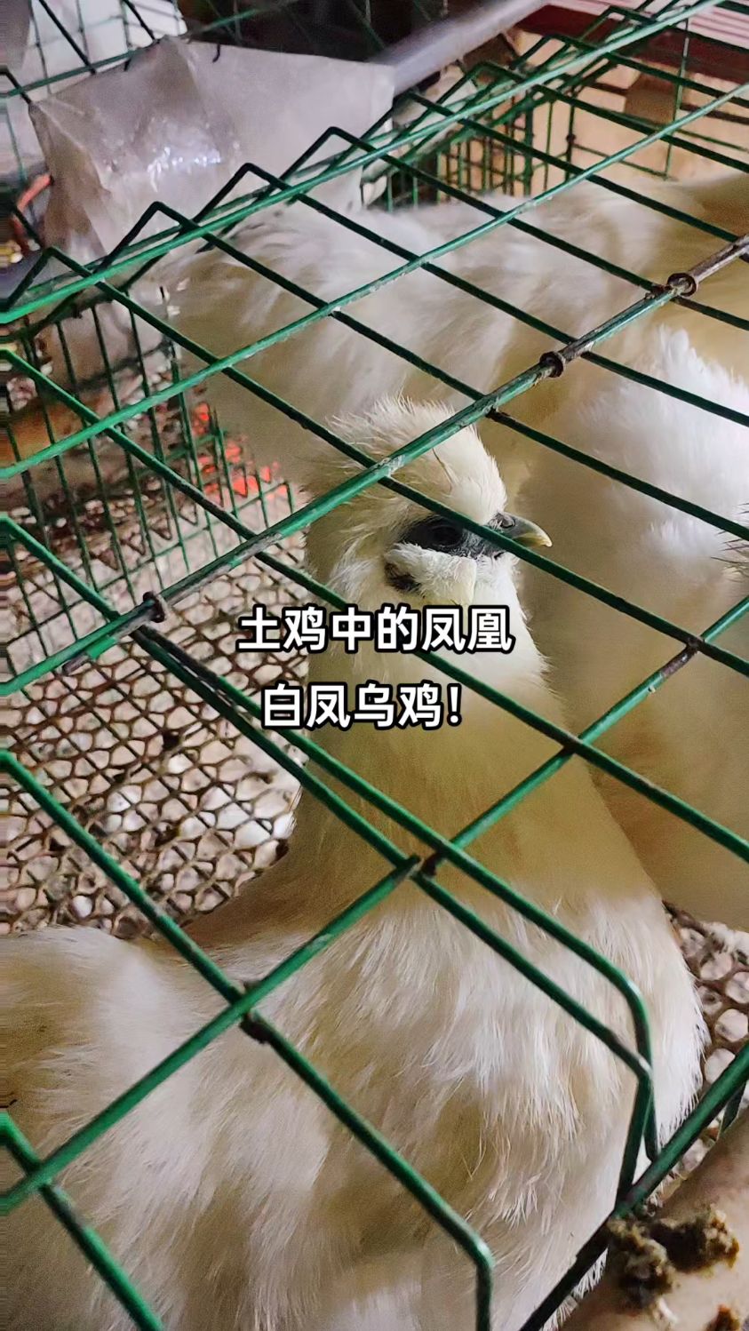 土鸡品种的极品品种,被称为凤,白凤乌鸡