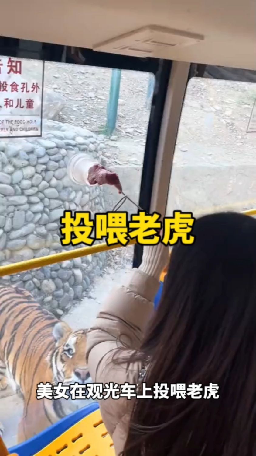 在观光车上投喂老虎