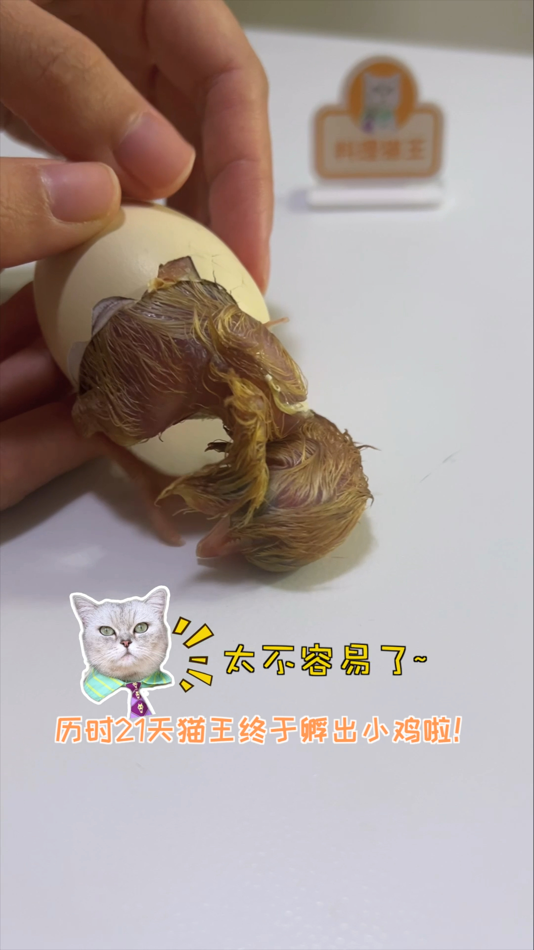 历时21天,猫王终于孵出小鸡了!
