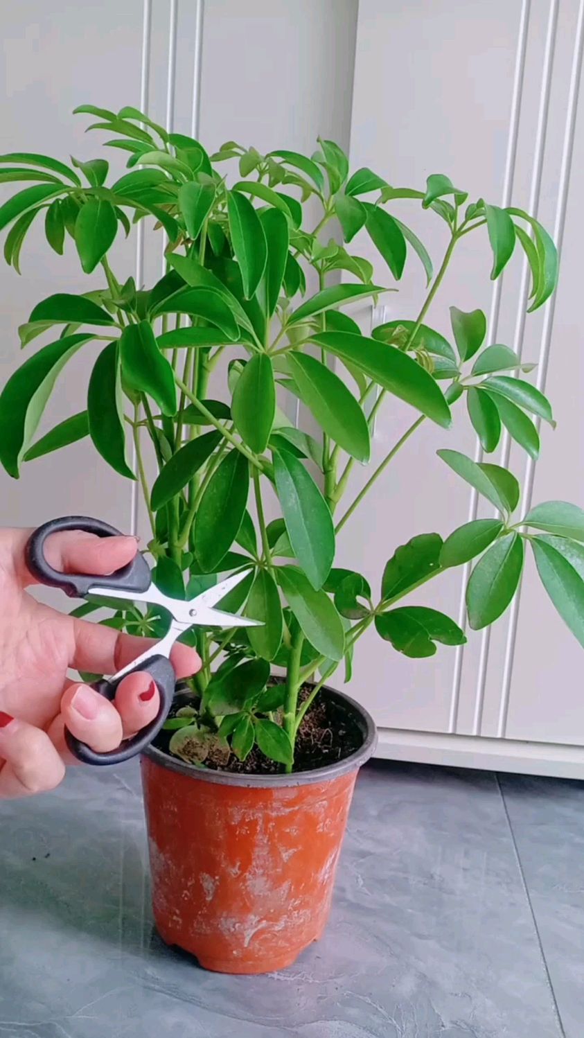 鸭脚木的疏剪和轻剪,鸭脚木在幼年还没定型的时期进行修剪造型最好不过了