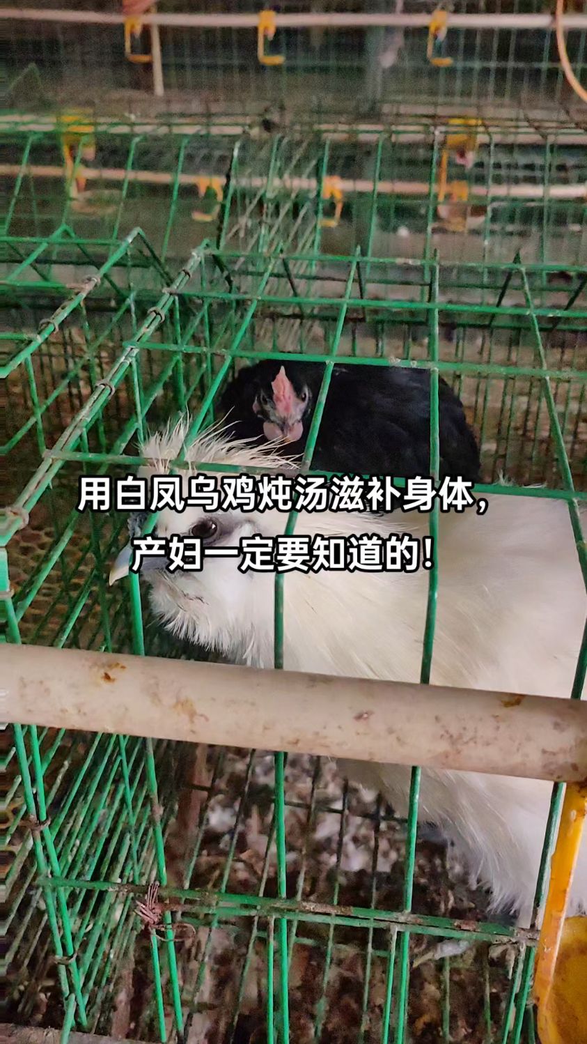 产后和白凤乌鸡汤滋补身体,第一个月一定要用公鸡炖汤,千万不要用母鸡