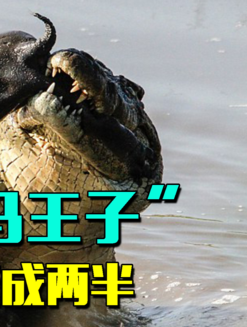 鳄鱼撕碎了“河马王子”,100只河马暴躁群殴,鳄鱼竟被一口咬断