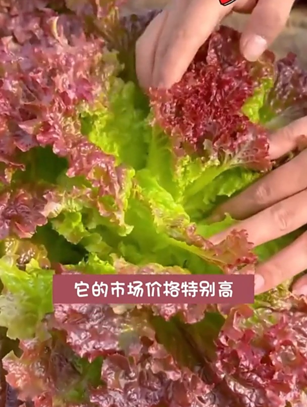 紫叶生菜富含花青素,适宜早春种植,育苗有何技巧?