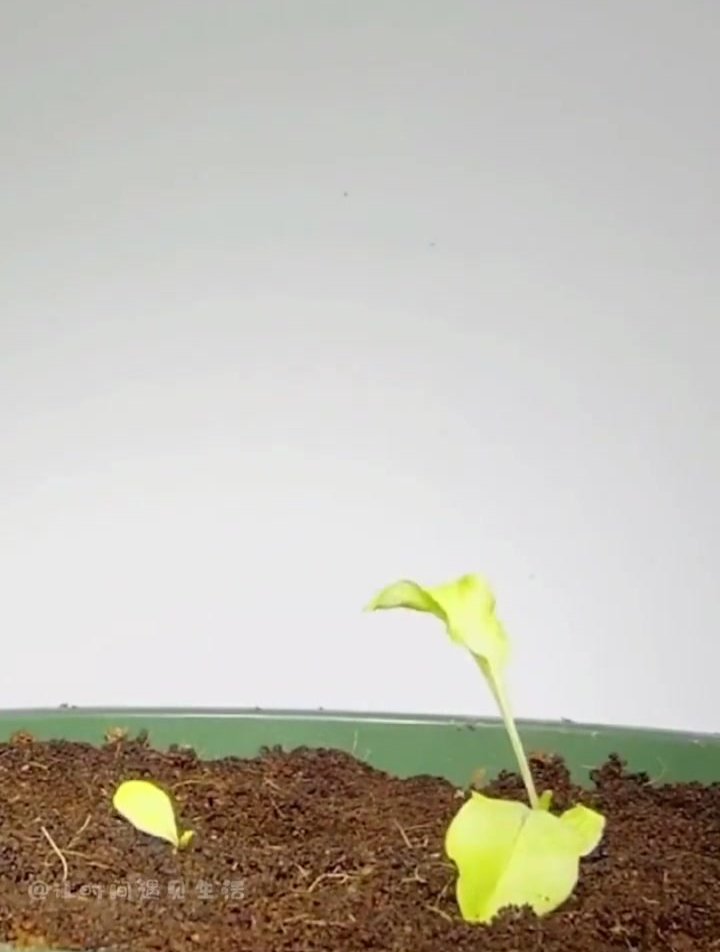 生菜60天种子到成熟生长全过程
