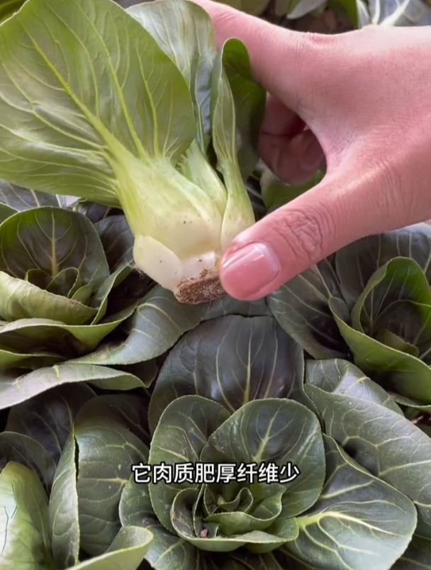 早春种矮脚白菜,黑叶口感好,种植还简单!