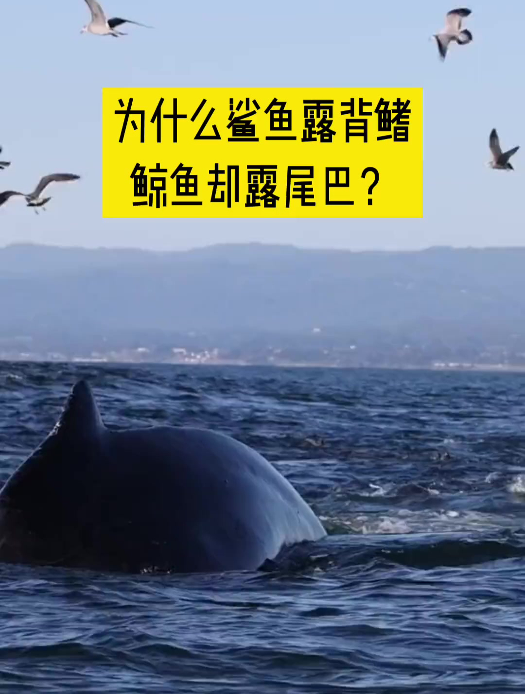 为什么鲨鱼喜欢露背鳍,而鲸鱼却喜欢露尾巴?