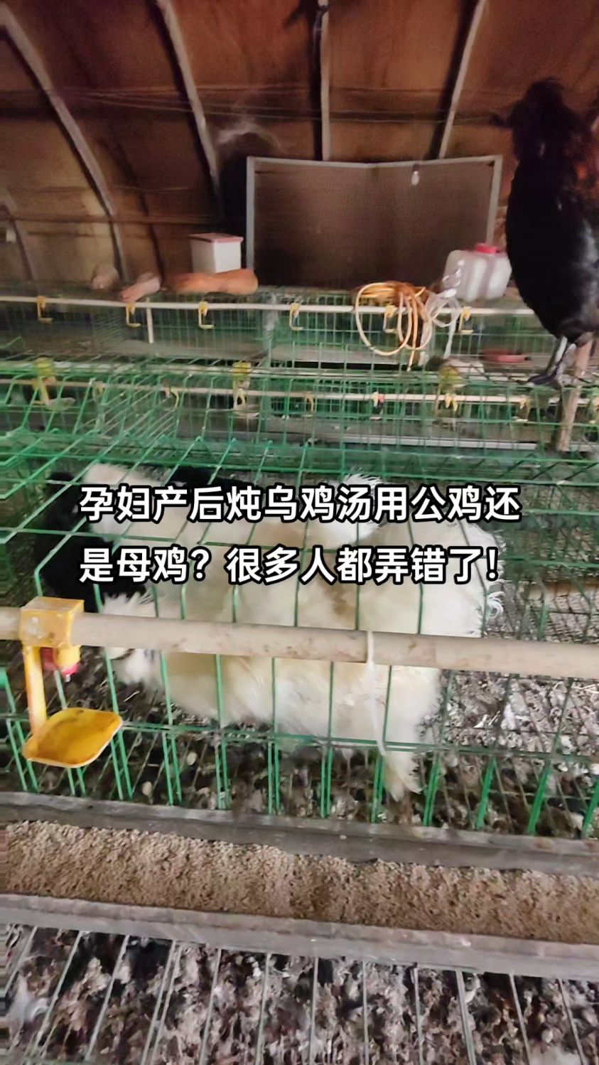 产后和白凤乌鸡汤滋补身体,但很多人不知道用公鸡还是母鸡,你知道吗?