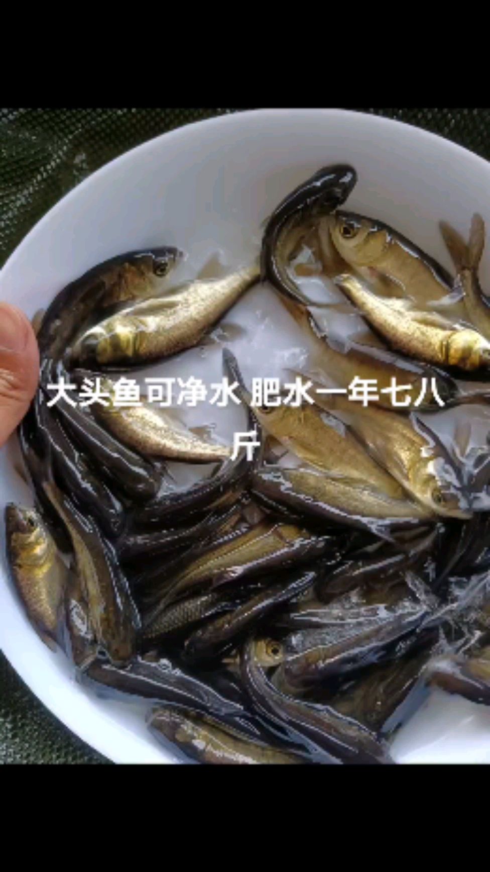 大头鱼,又叫雄鱼、花鲢等,可净水,一年七八斤,易养