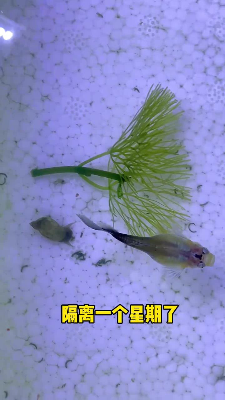 孔雀鱼肚子太大也不是什么好事