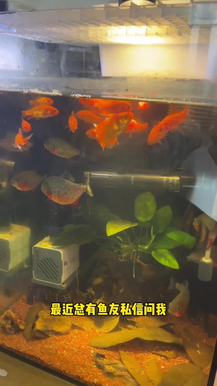 鱼缸水的常见问题