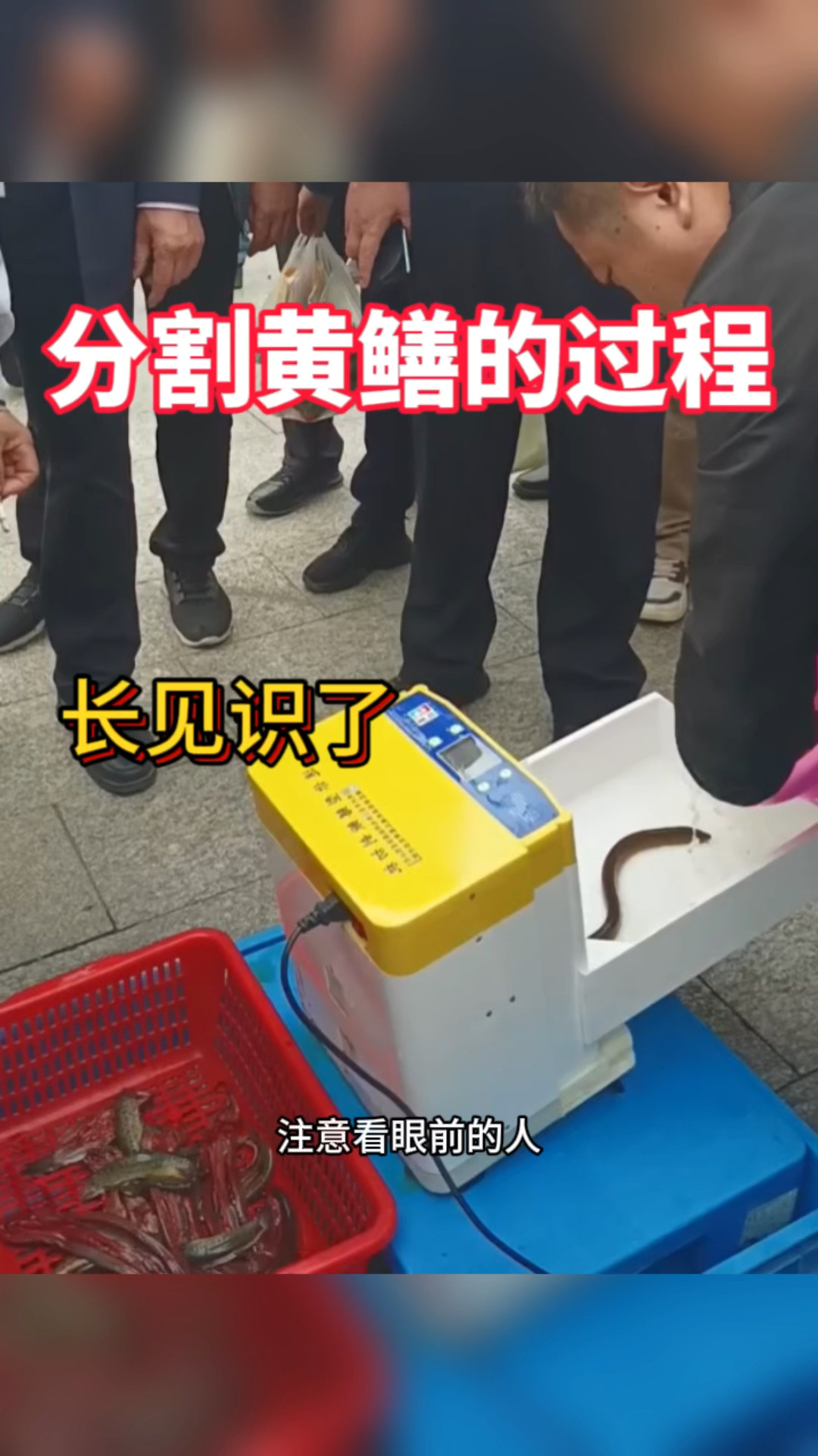 分割黄鳝的过程,长见识了