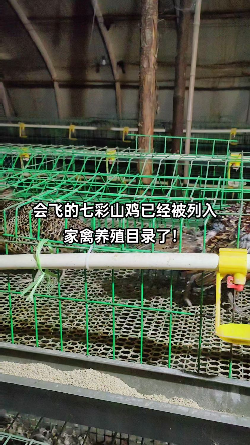 七彩山鸡养殖记录,140天左右就能下蛋,别再被误导了