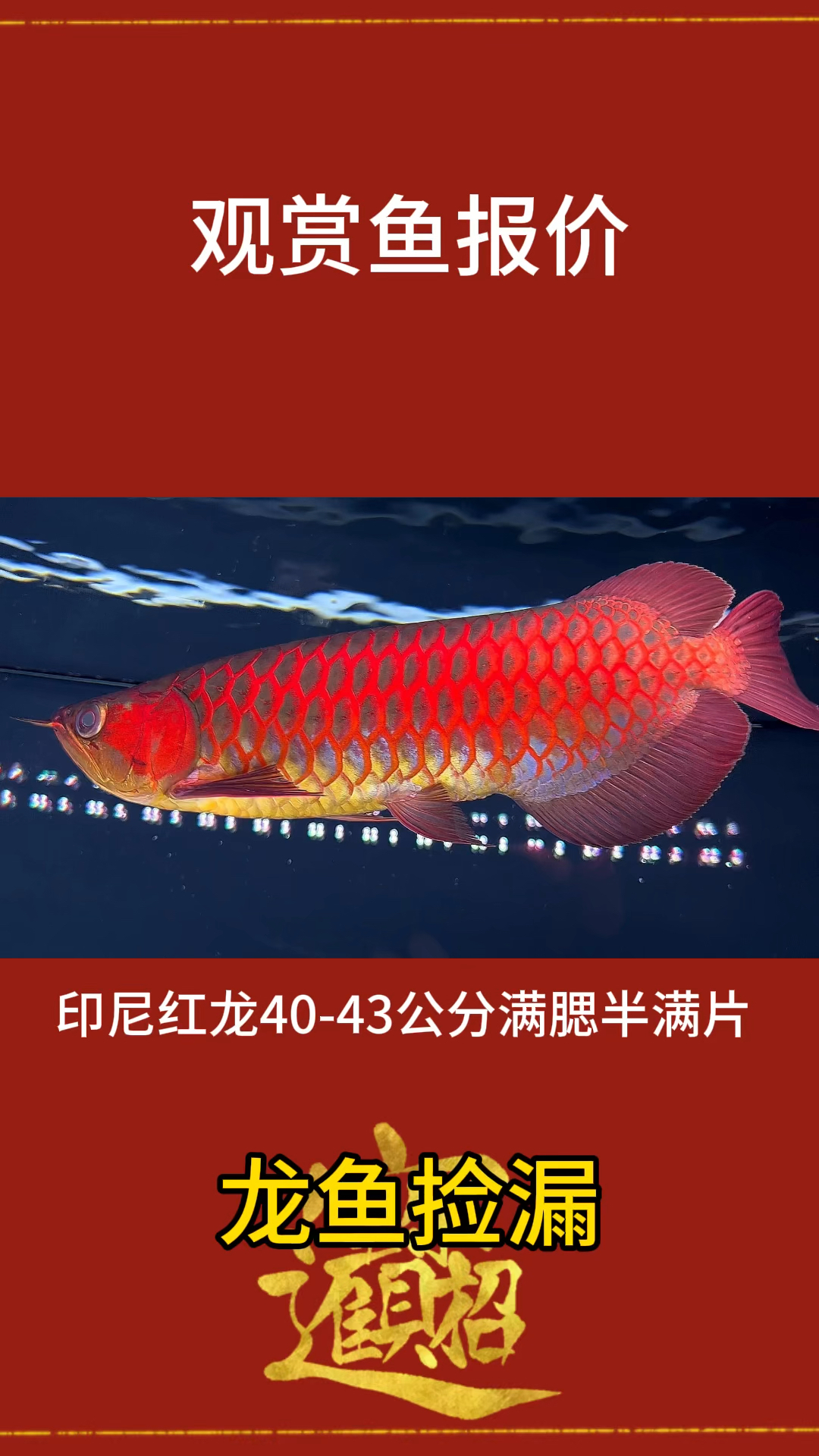 印尼红龙鱼框色版正