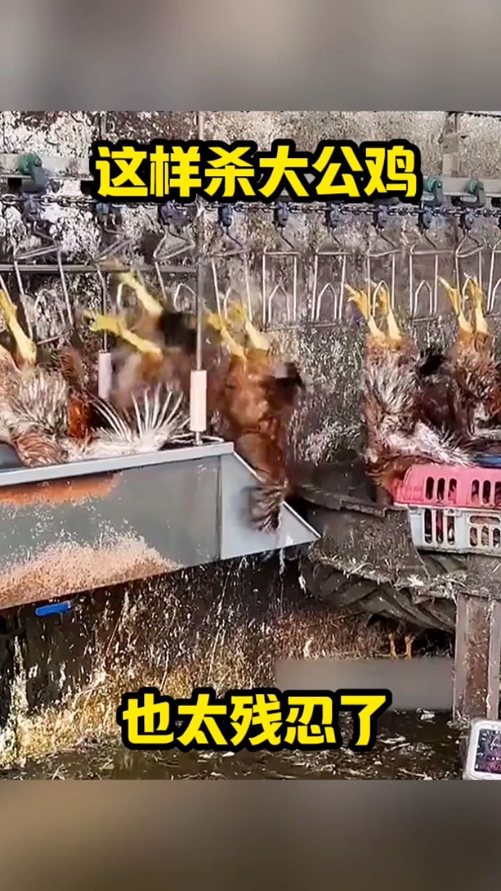 这样杀公鸡,也太残忍了!