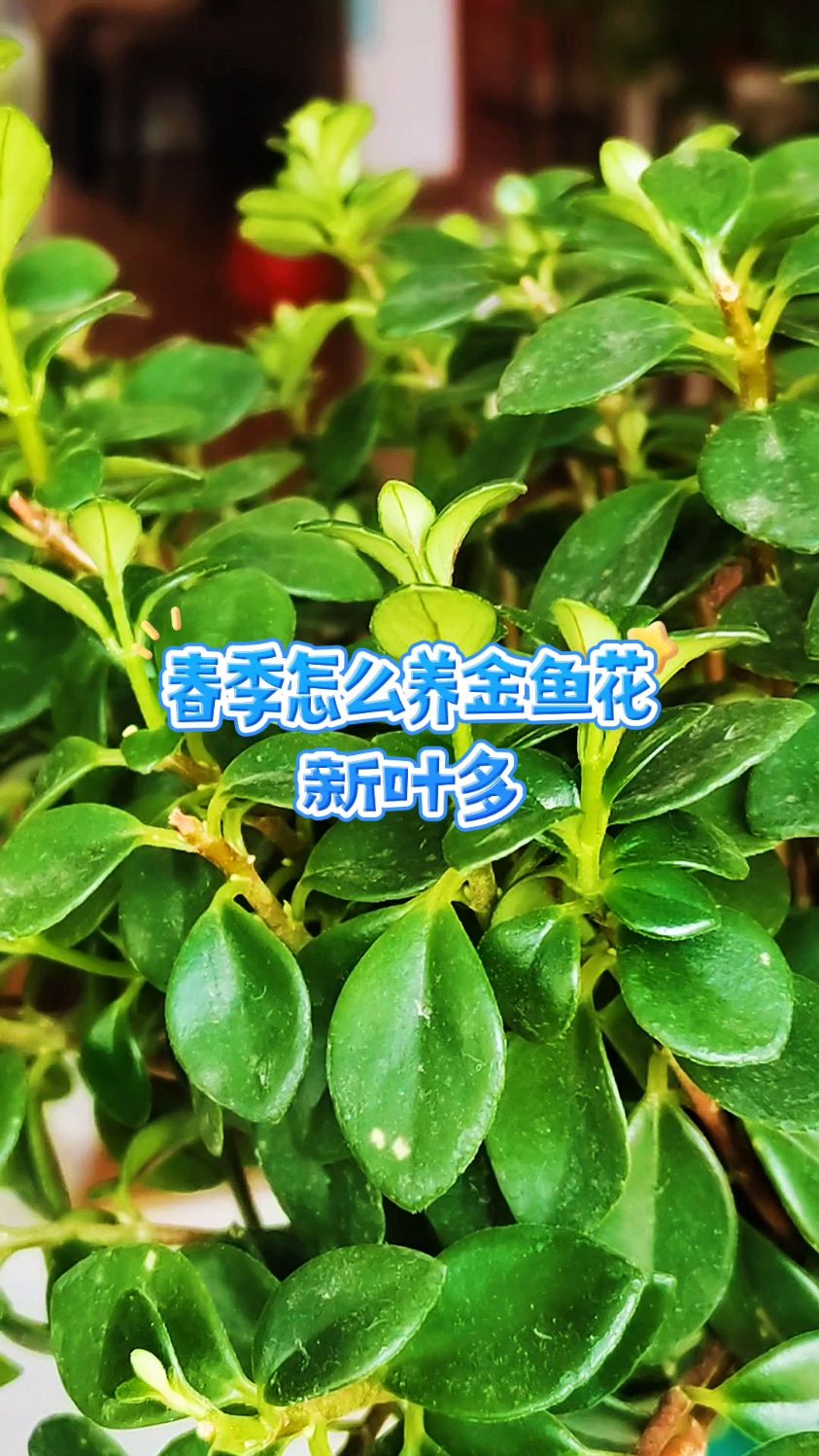 春季怎么养金鱼花新叶多?