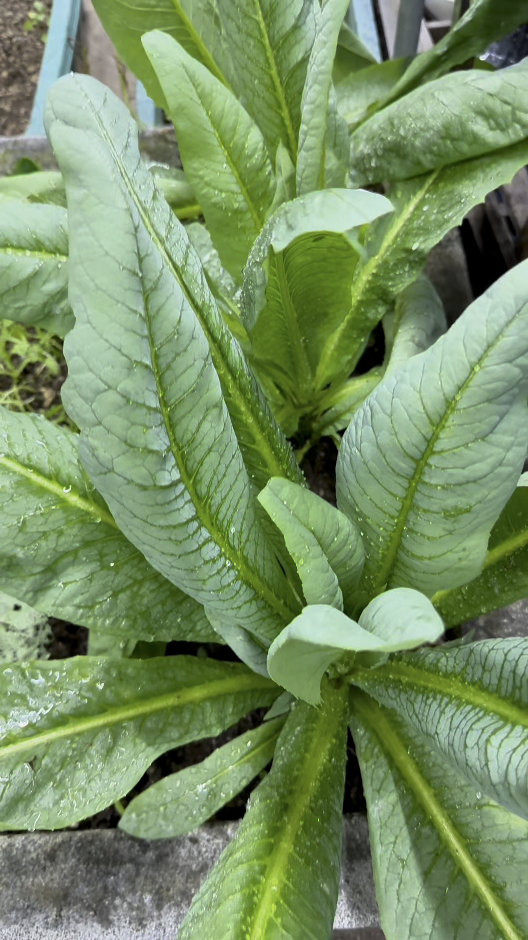 高州甜唛菜,春天种上几棵,根本吃不完