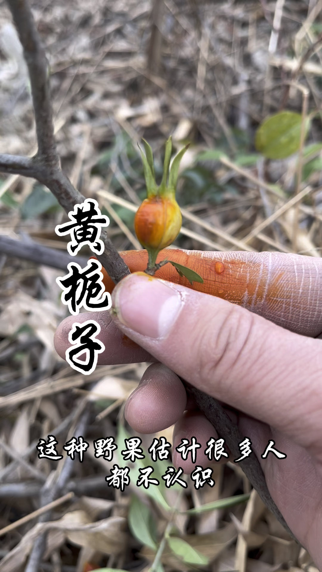 黄栀子你认识吗?小时候采摘它来画画,自带童年回忆的野果!