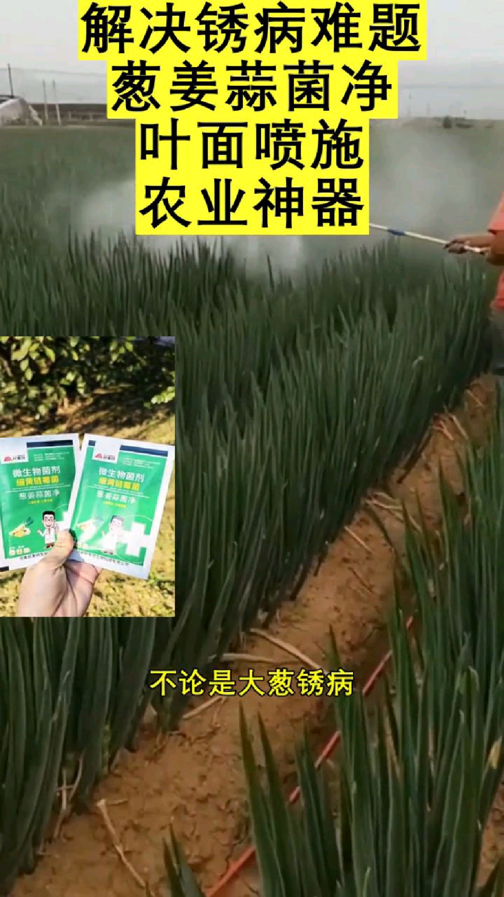 葱姜蒜韭菜常见病害的克星