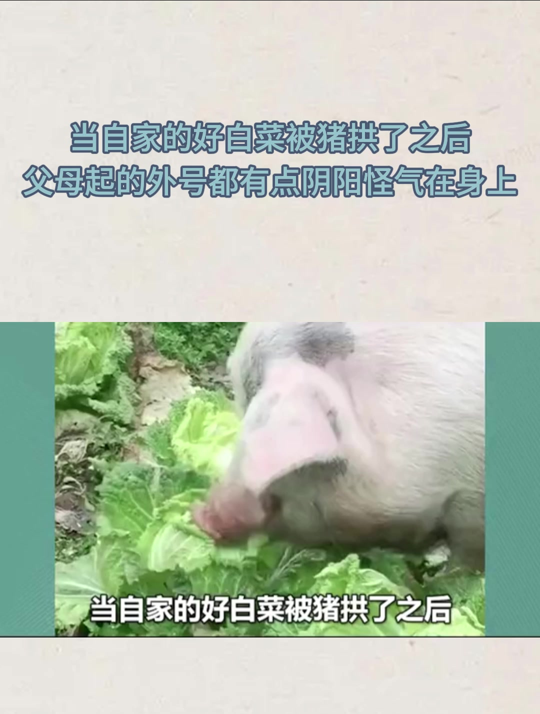 当自家的好白菜被猪拱了之后。父母起的外号都有点阴阳怪气在身上