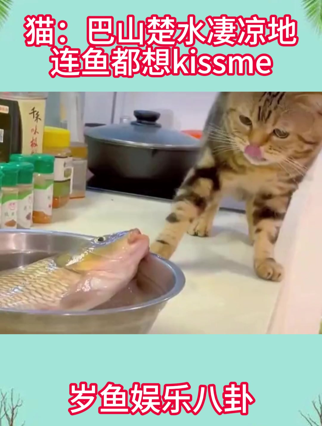 猫:巴山楚水凄凉地,连鱼都想kissme