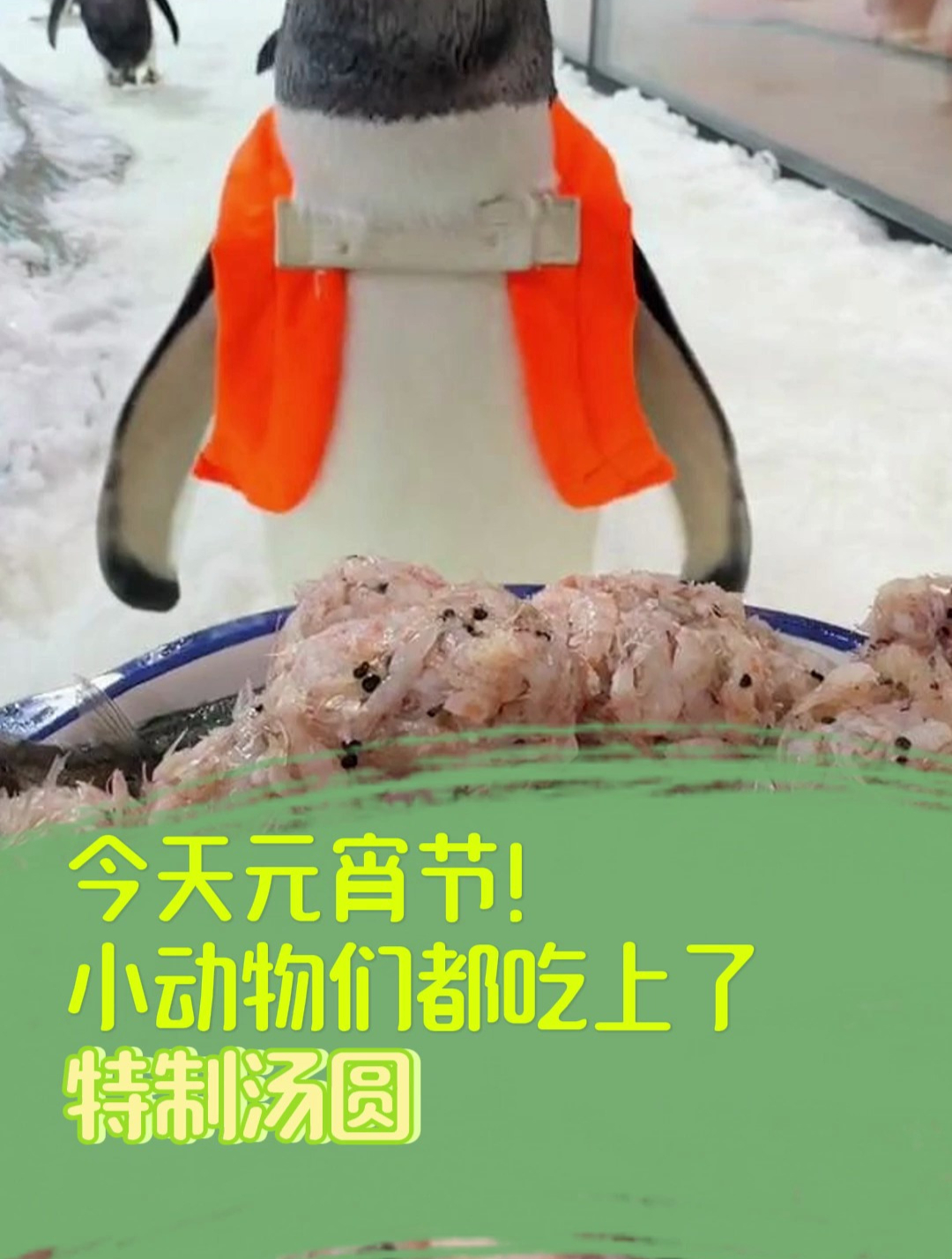 小动物们也吃上美味汤圆啦!元宵节奶爸奶妈准备各种特色汤圆