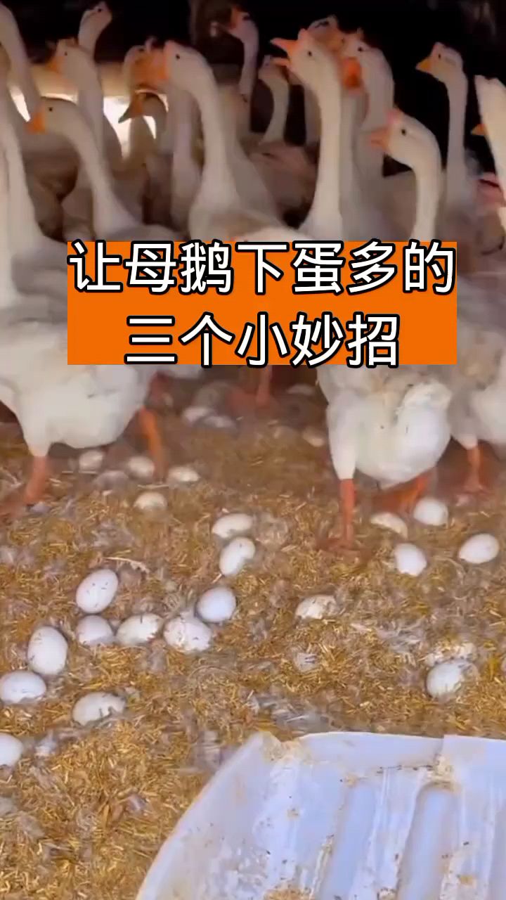 母鹅多下蛋下妙招